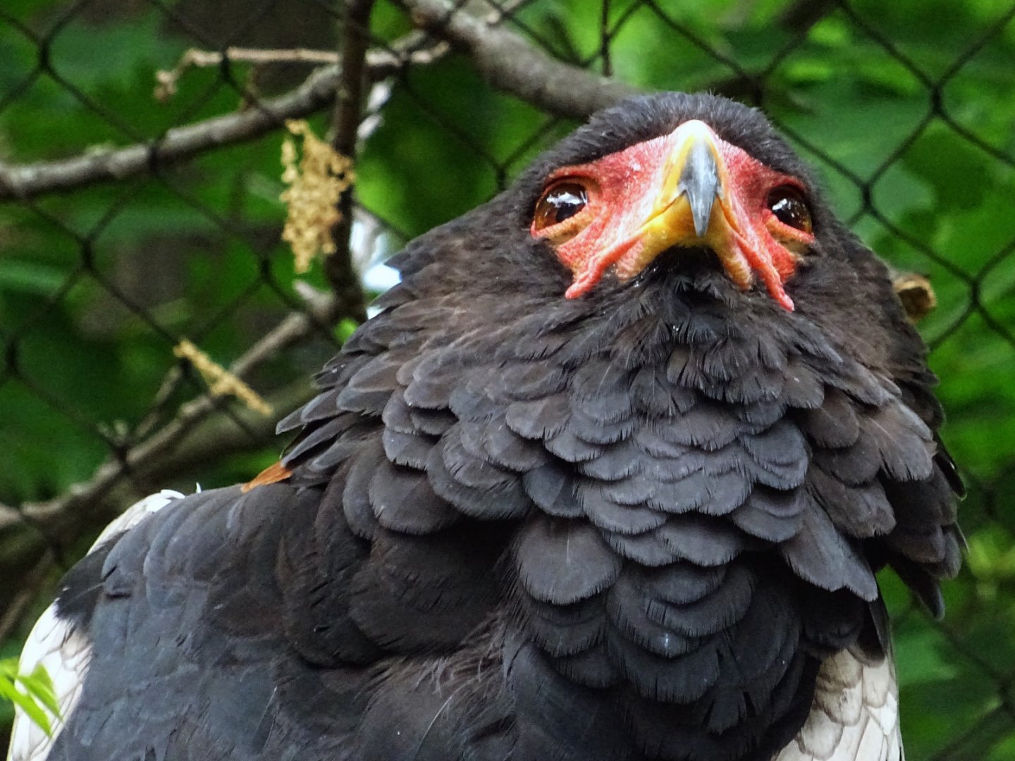 Bateleur Eagle
