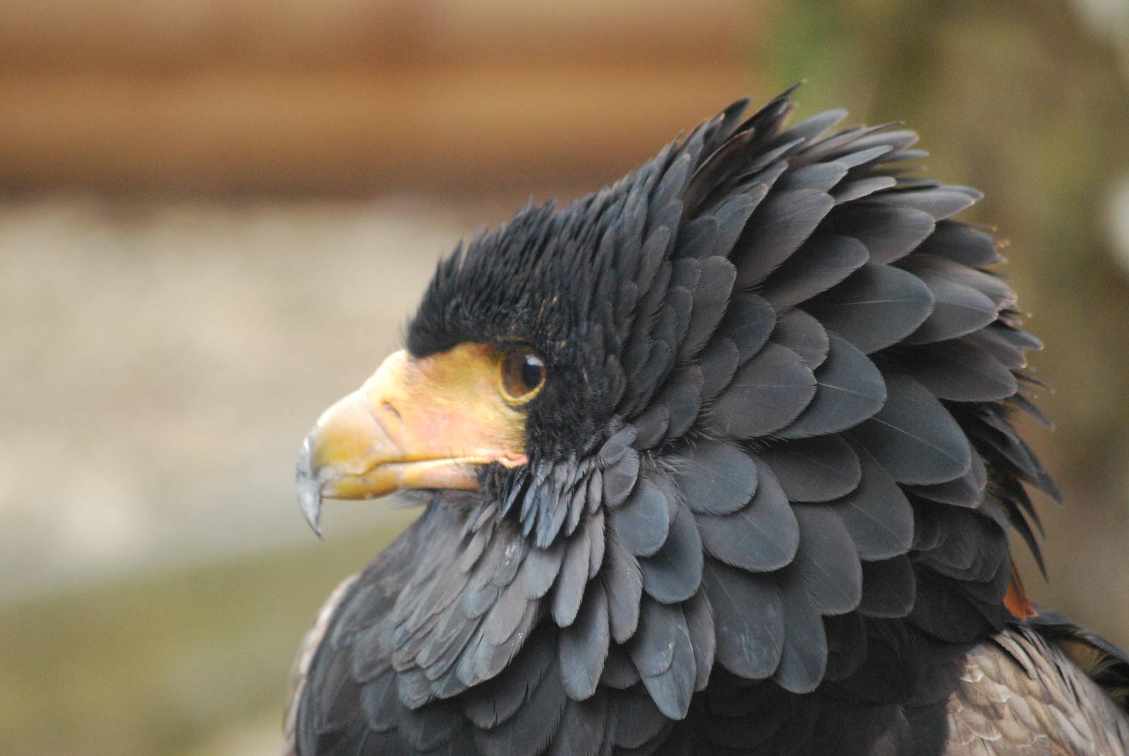 BATELEUR EAGLE