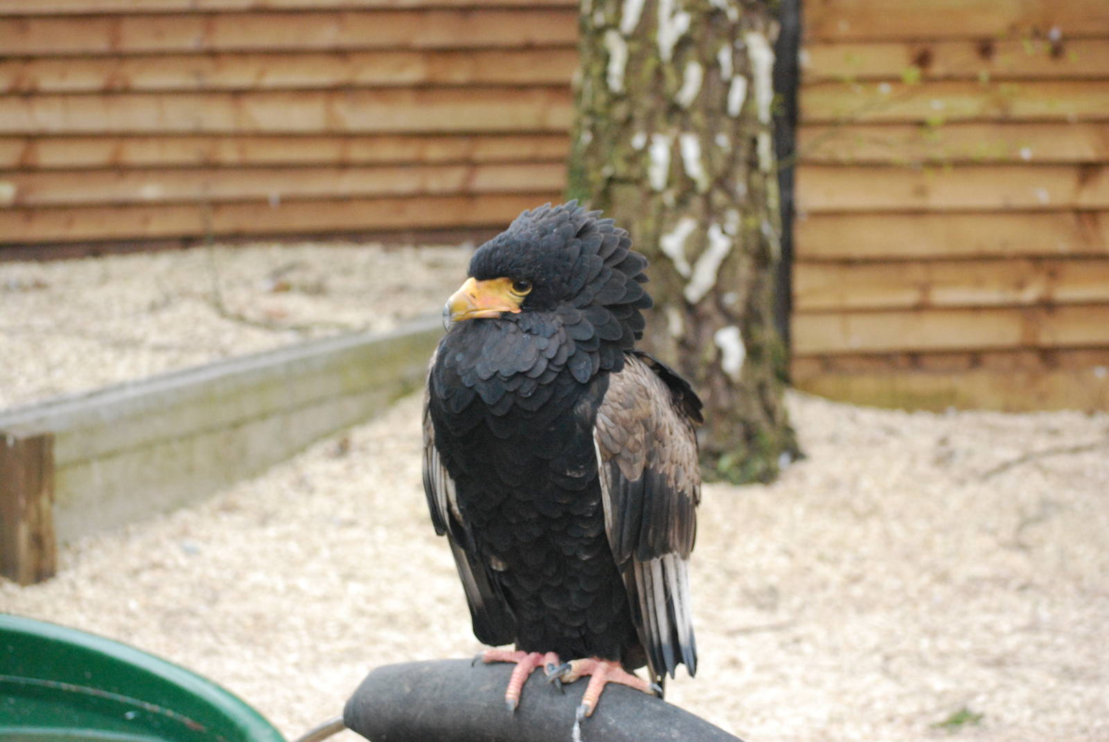 BATELEUR EAGLE