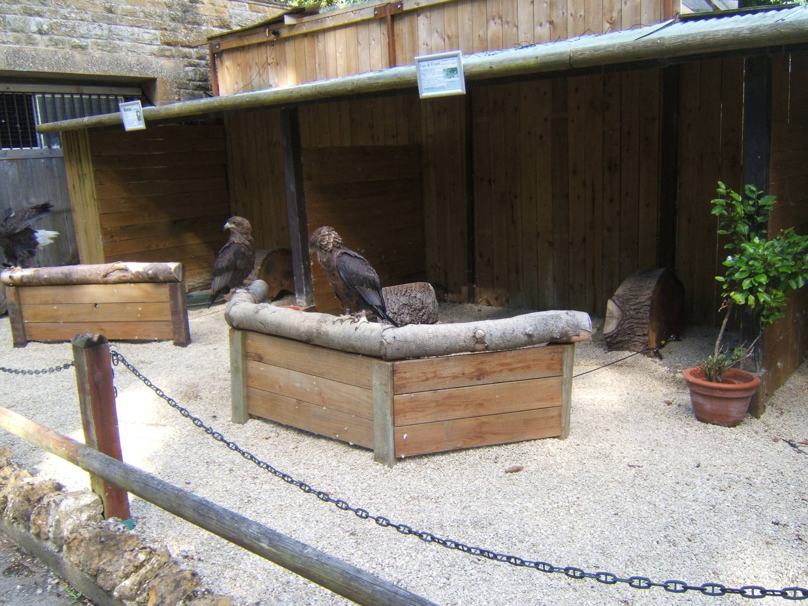 Bateleur Eagles in mews