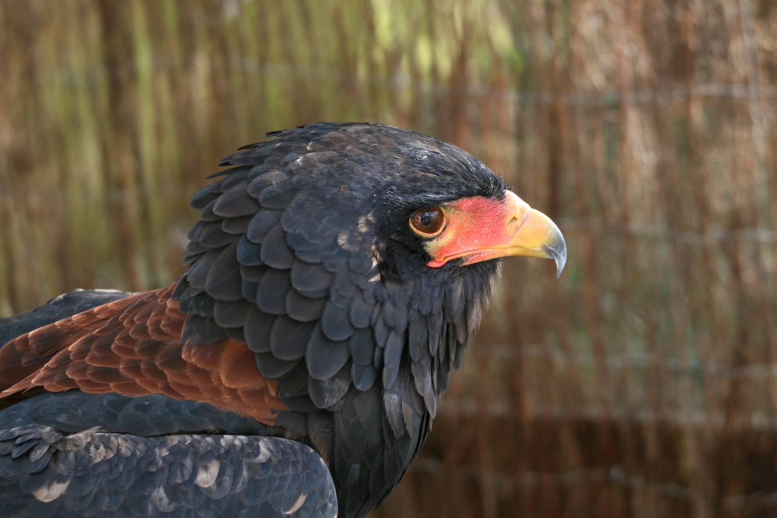 Bateleur, Gauntlet 2009