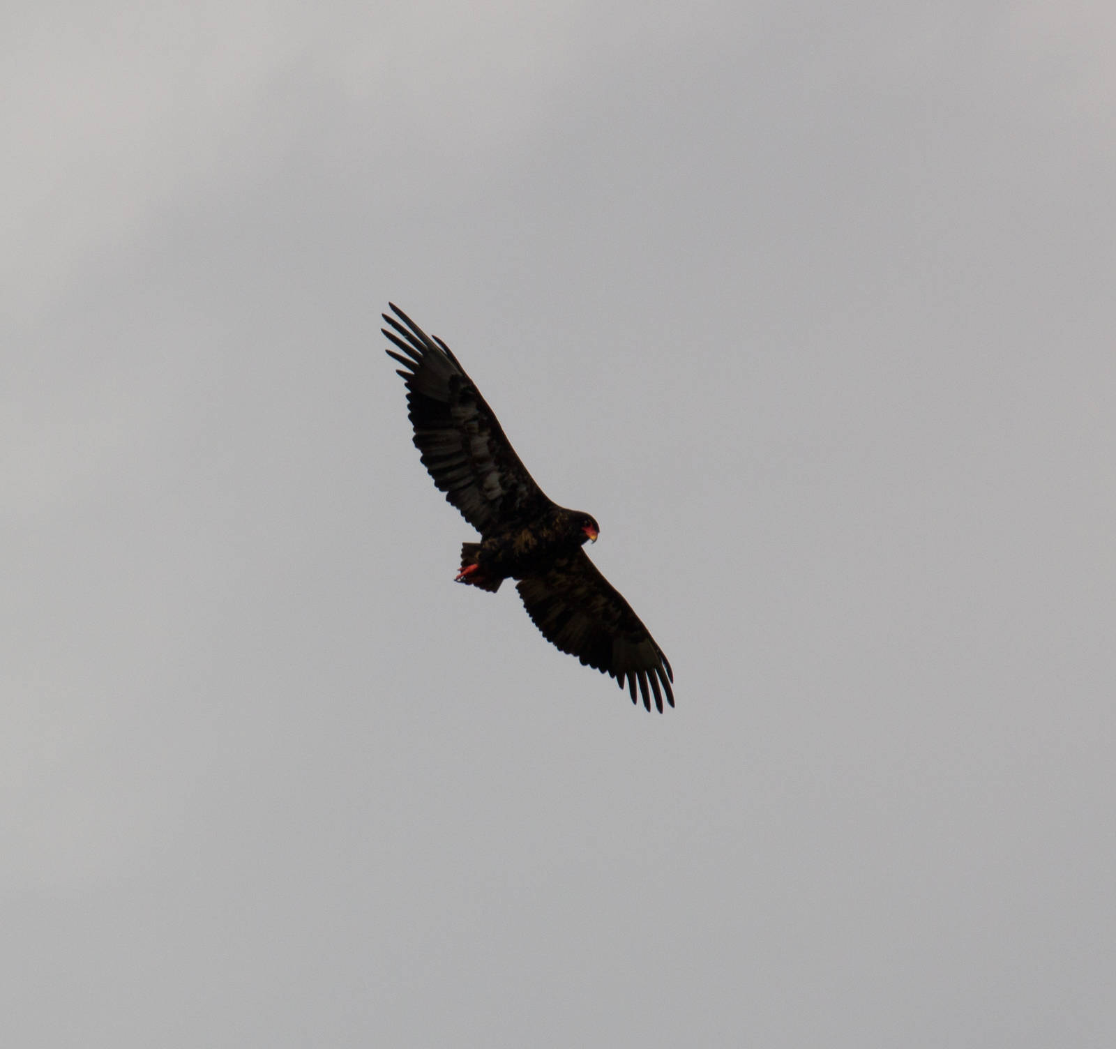 Bateleur immature