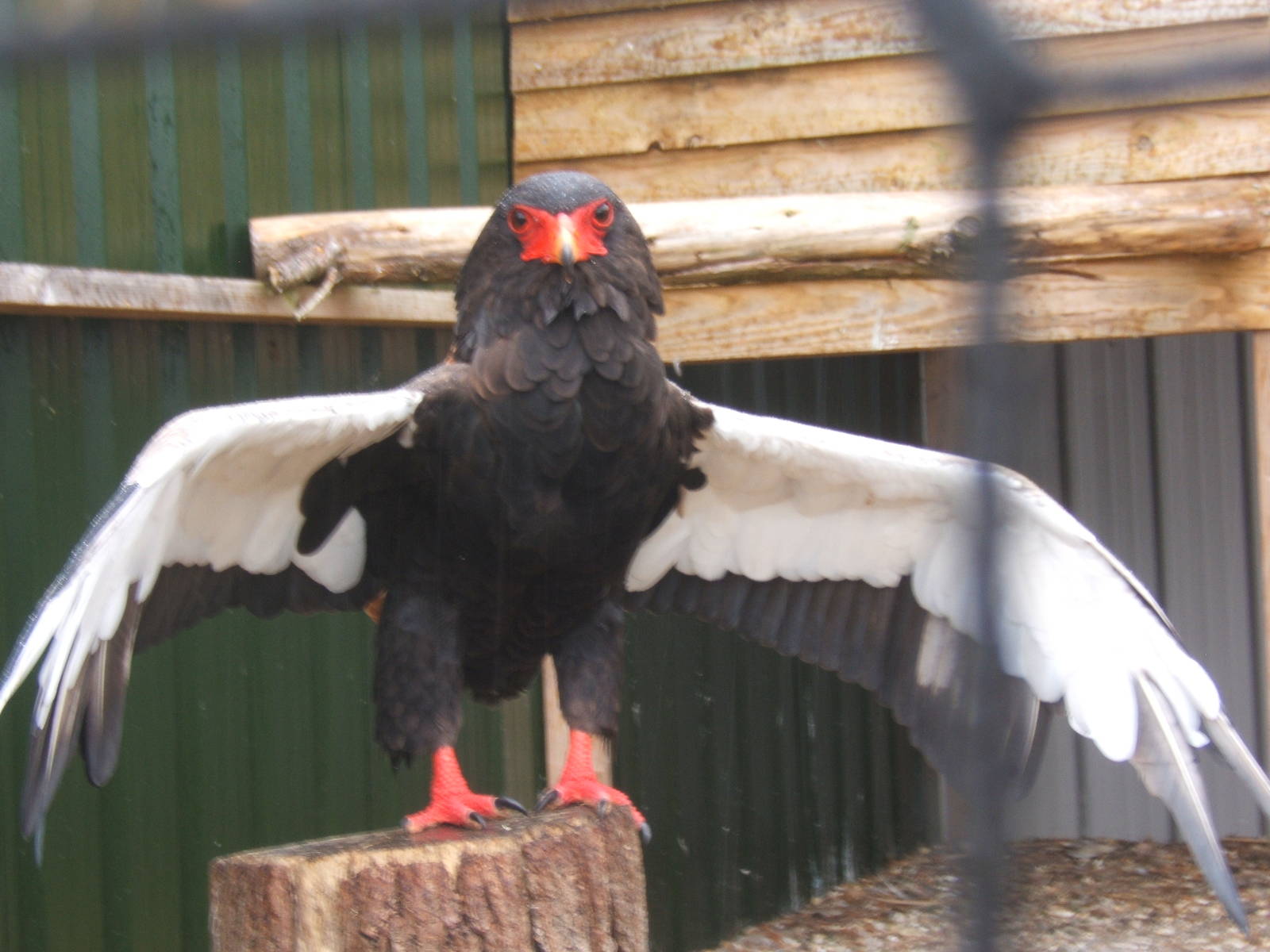 Bateleur in the rain