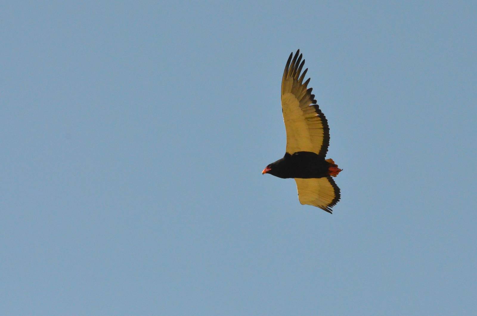 Bateleur, Moremi Game Reserve, Botswana, 28/04/16
