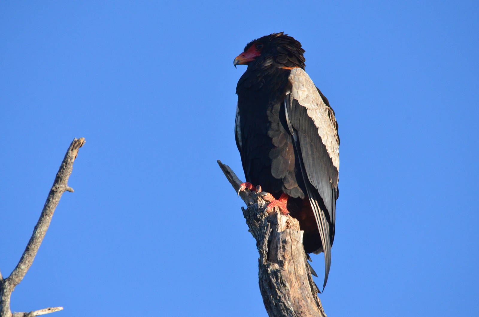 Bateleur, Moremi Game Reserve, Botswana, 29/04/16