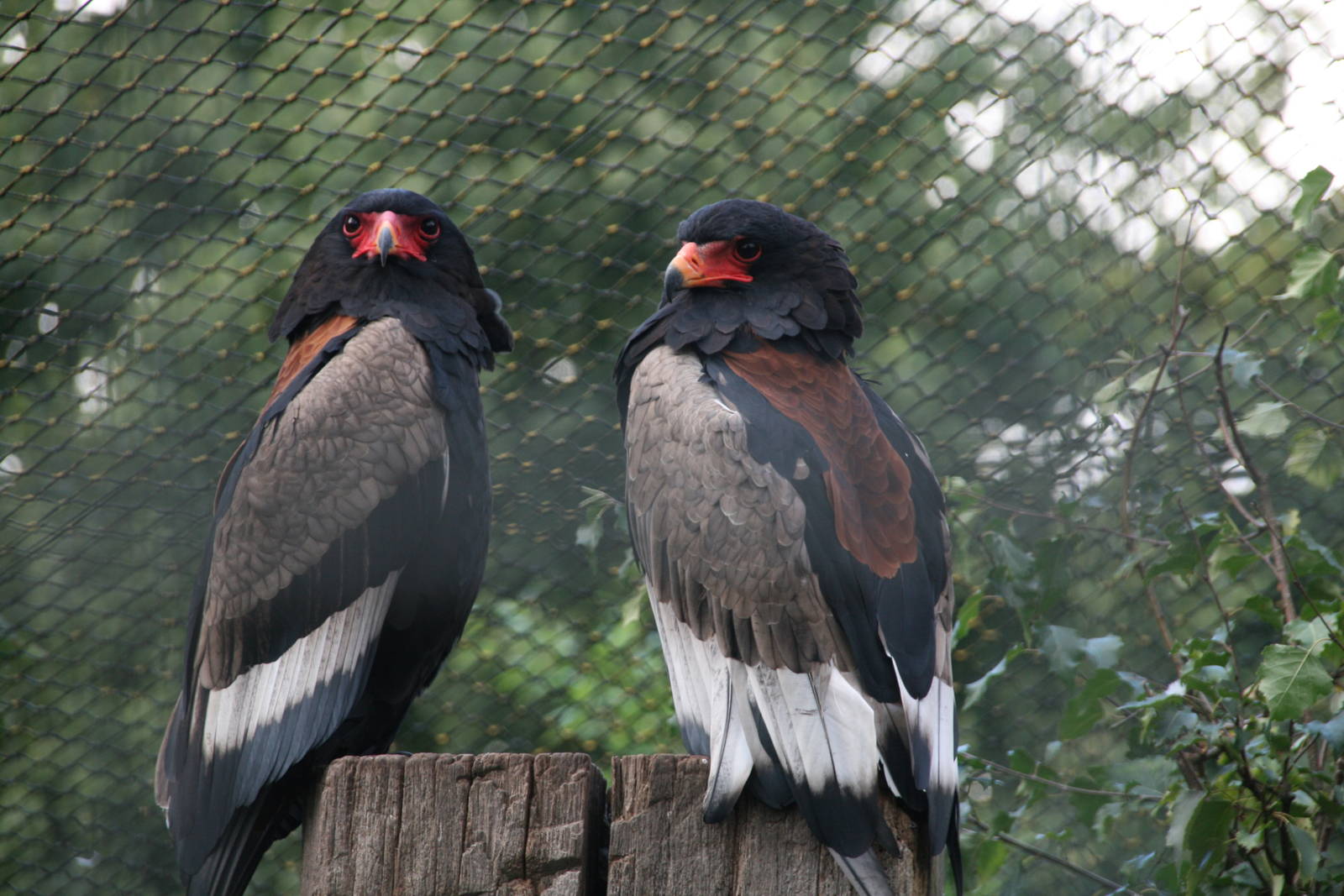 Bateleur pair