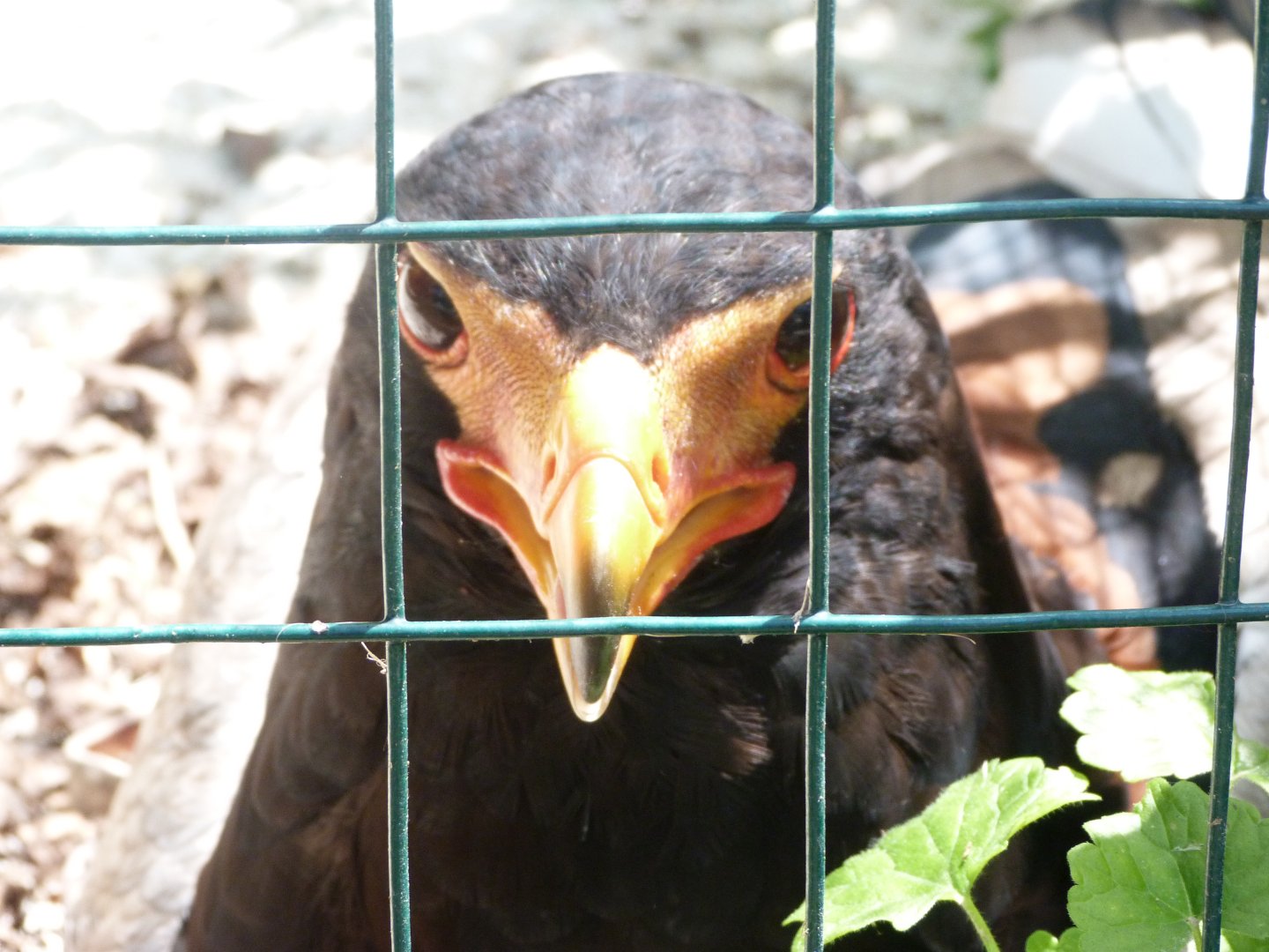 Bateleur -Parque de la Naturaleza de Cabárceno (2025)