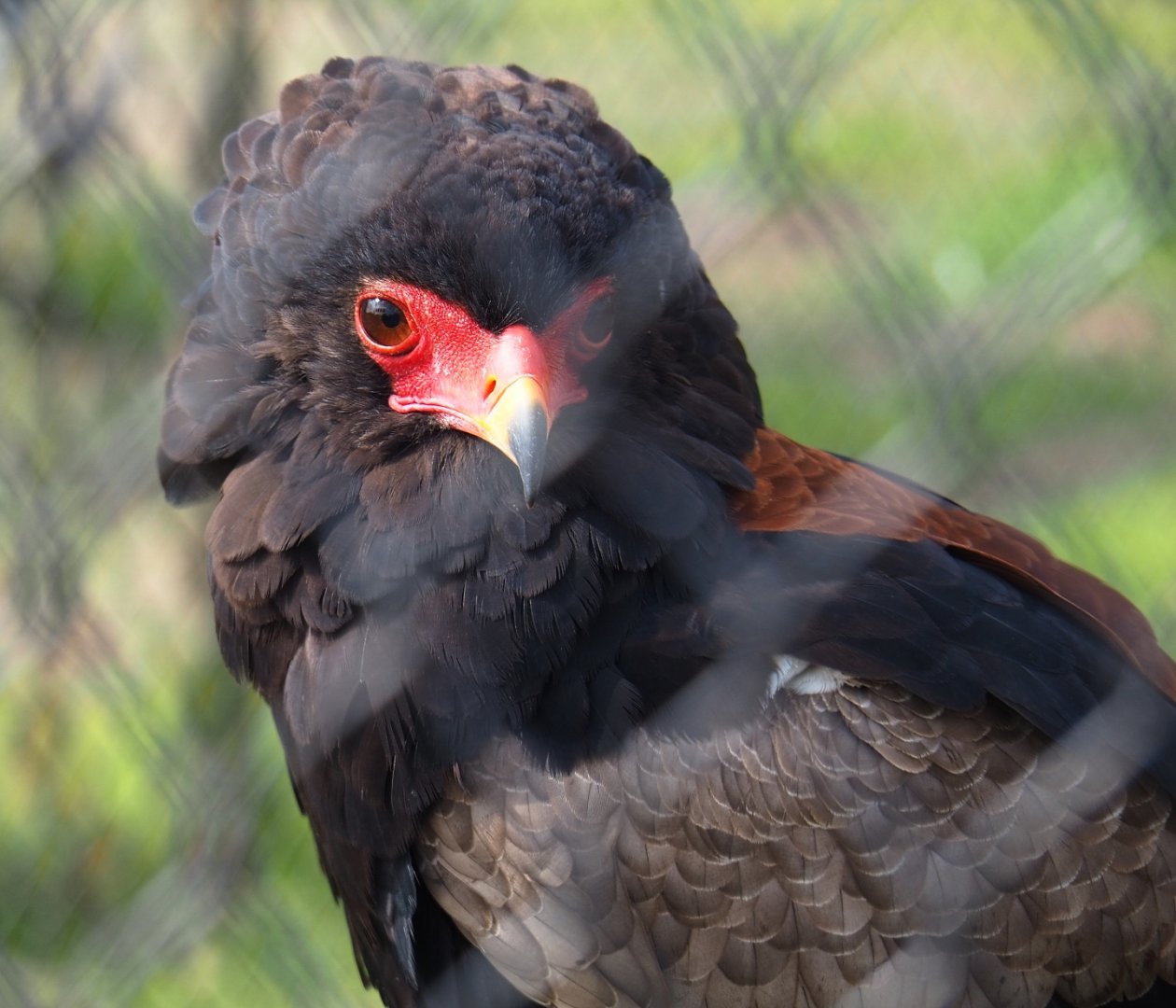 Bateleur (Terathopius ecaudatus), 2019-04-06