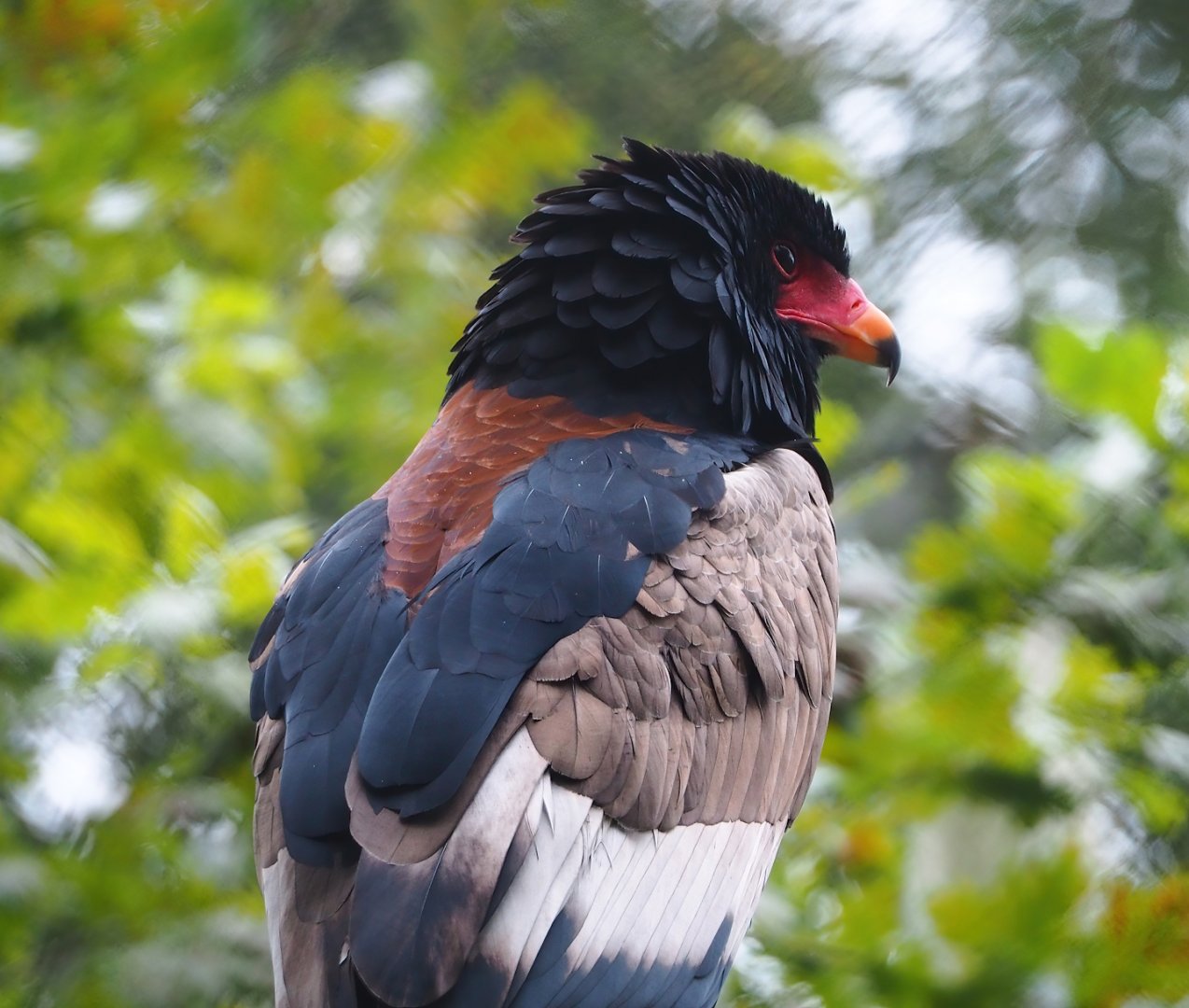 Bateleur (Terathopius ecaudatus), 2023-08-17