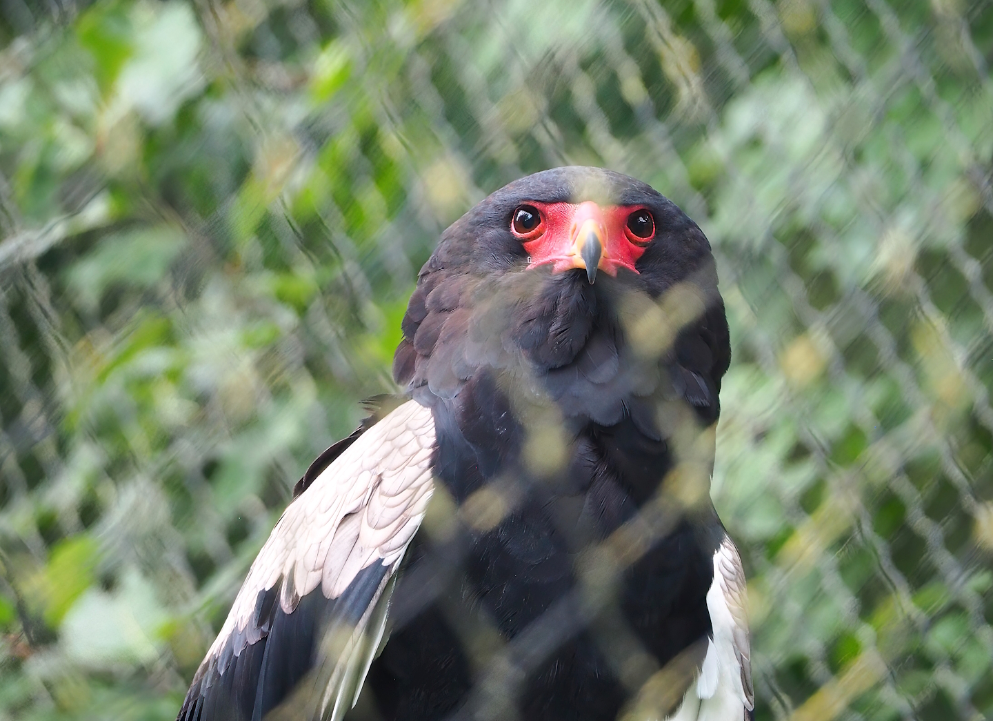 Bateleur (Terathopius ecaudatus), 2023-08-17