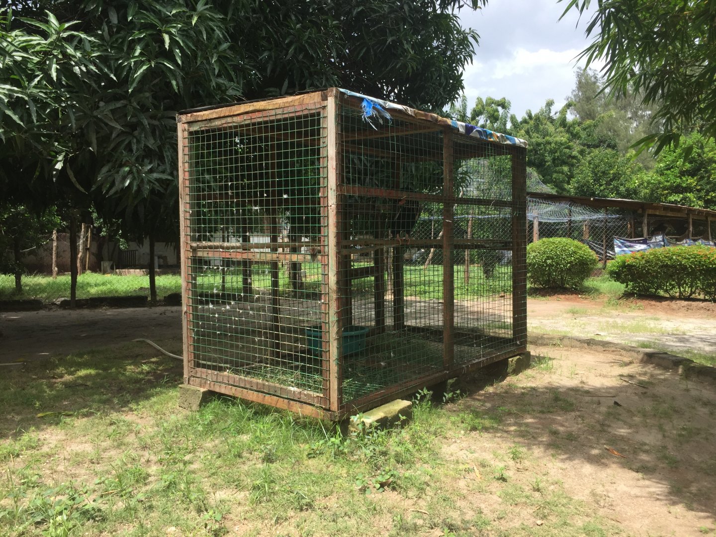 Bateleur (Terathopius ecaudatus) enclosure
