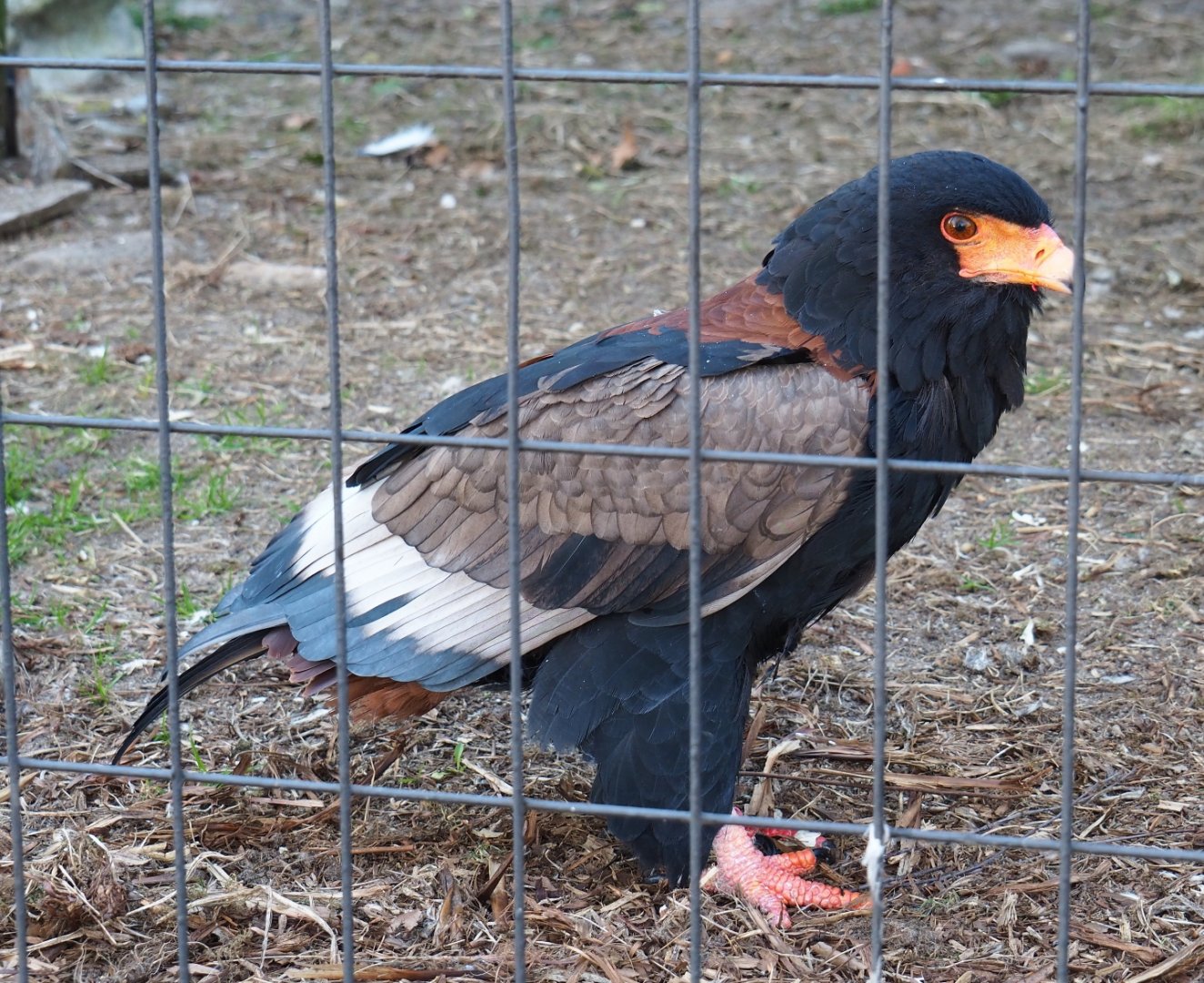 Bateleur (Terathopius ecaudatus), Feb 27th, 2019