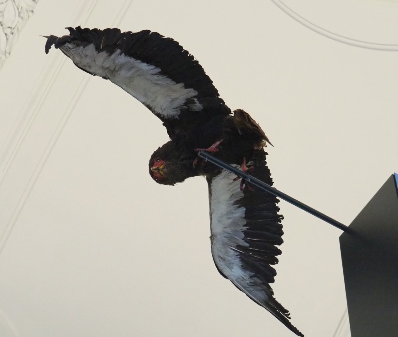bateleur (Terathopius ecaudatus) specimen, 2021-10-20
