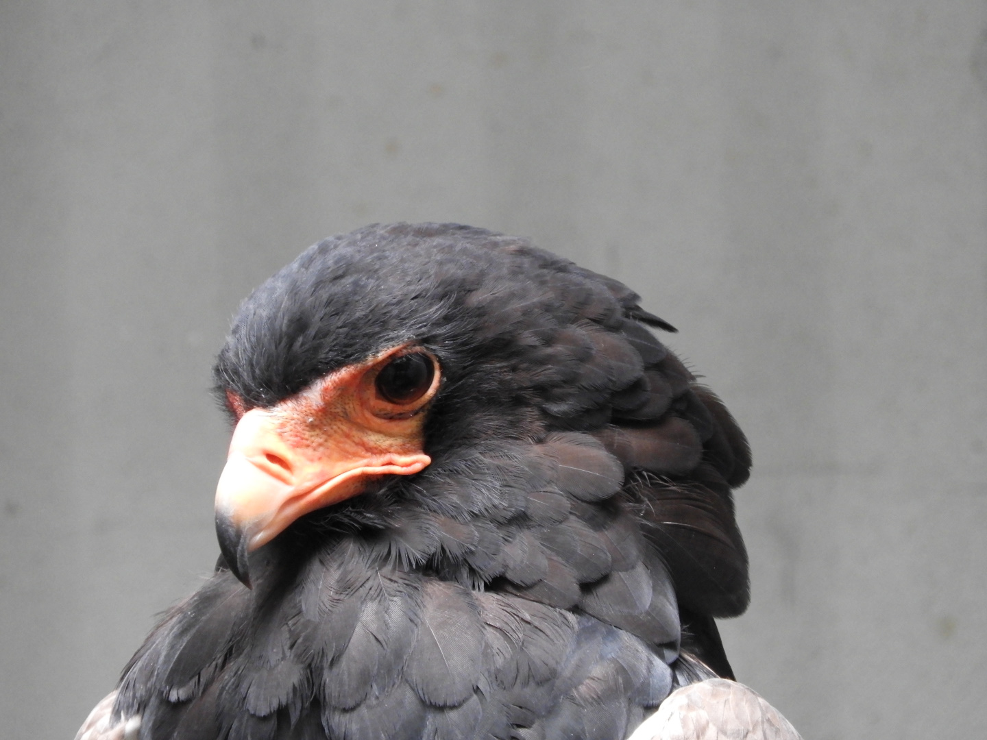 Bateleur (Terathopius ecaudatus)