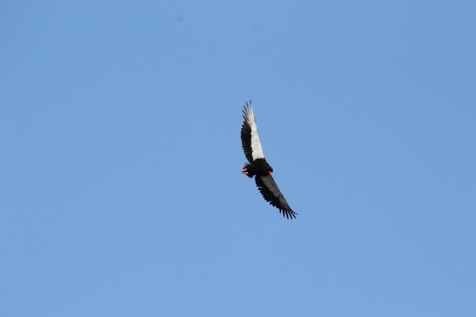 Bateleur (Terathopius ecaudatus)