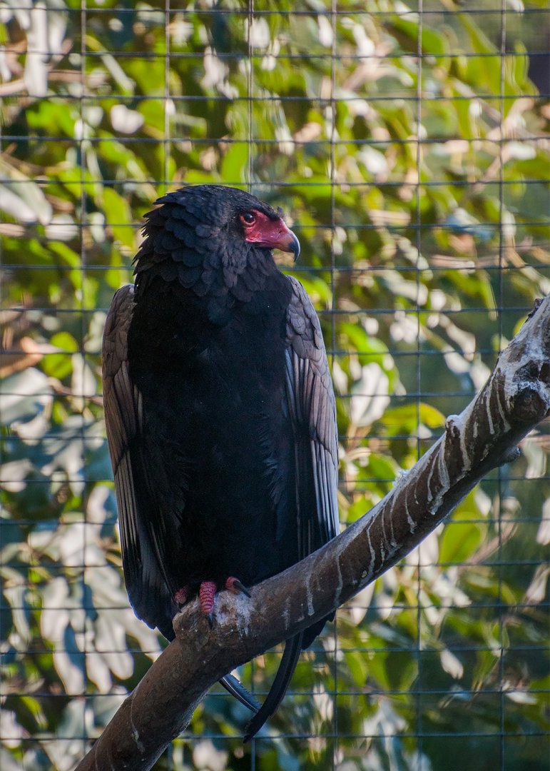 Bateleur (Terathopius ecaudatus)
