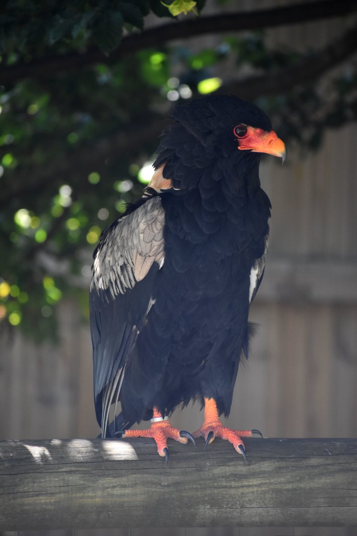 Bateleur - Terathopius ecaudatus