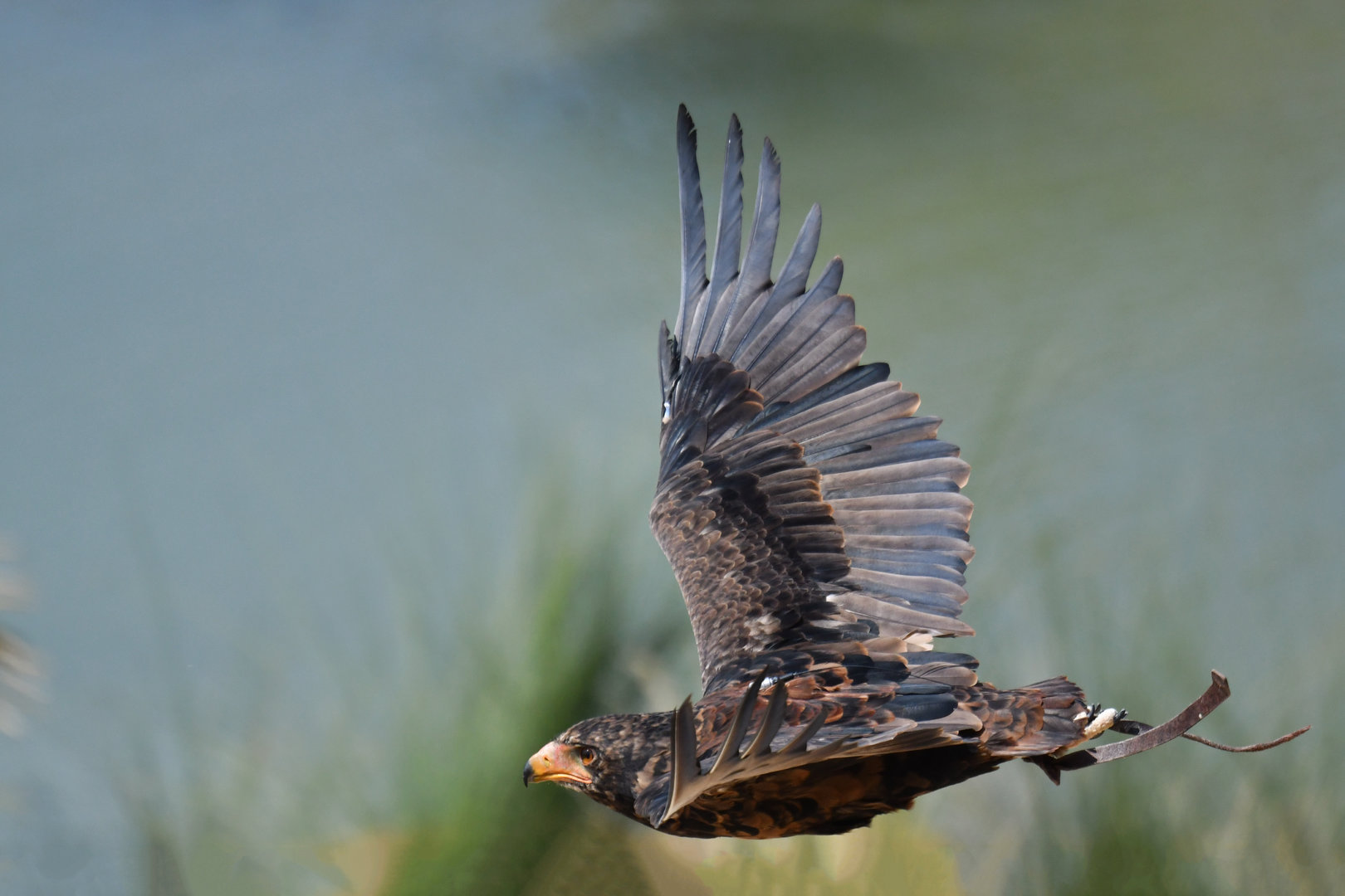 Bateleur Terathopius ecaudatus