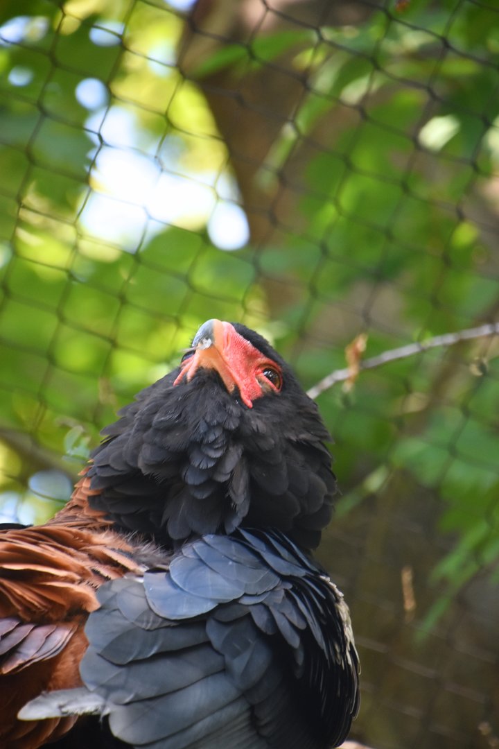Bateleur, Terathopius ecaudatus