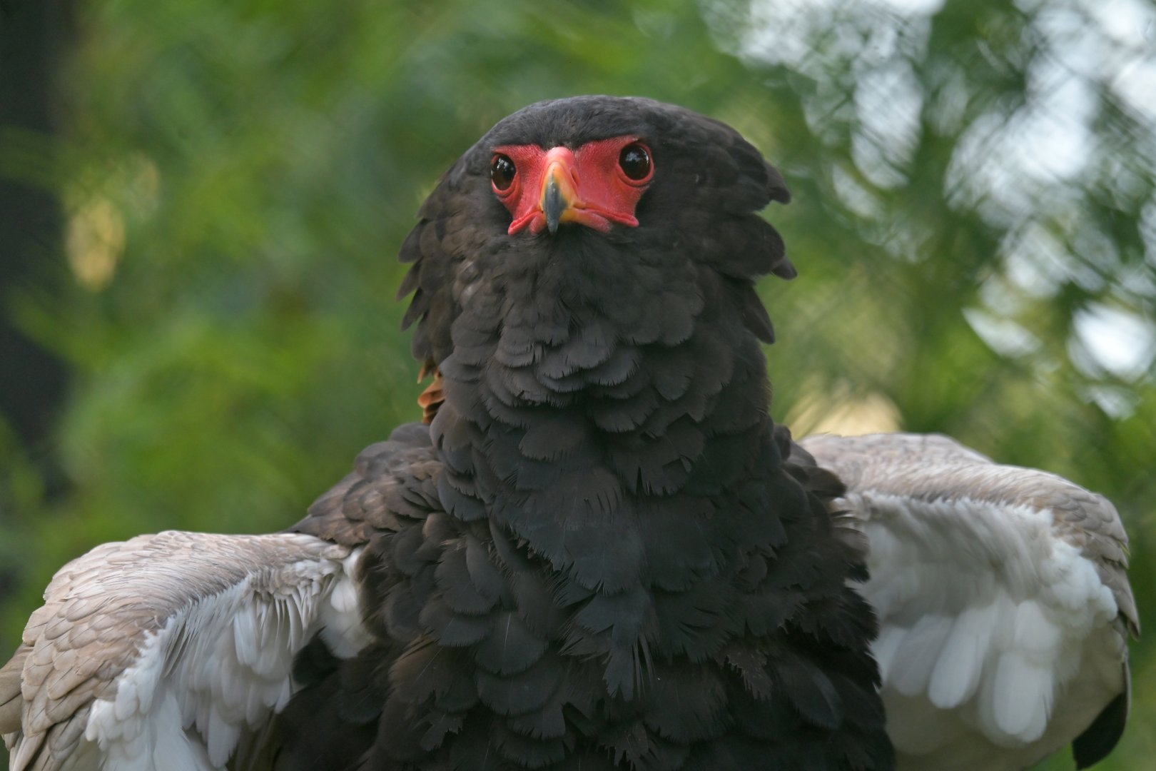 Bateleur Terathopius ecaudatus