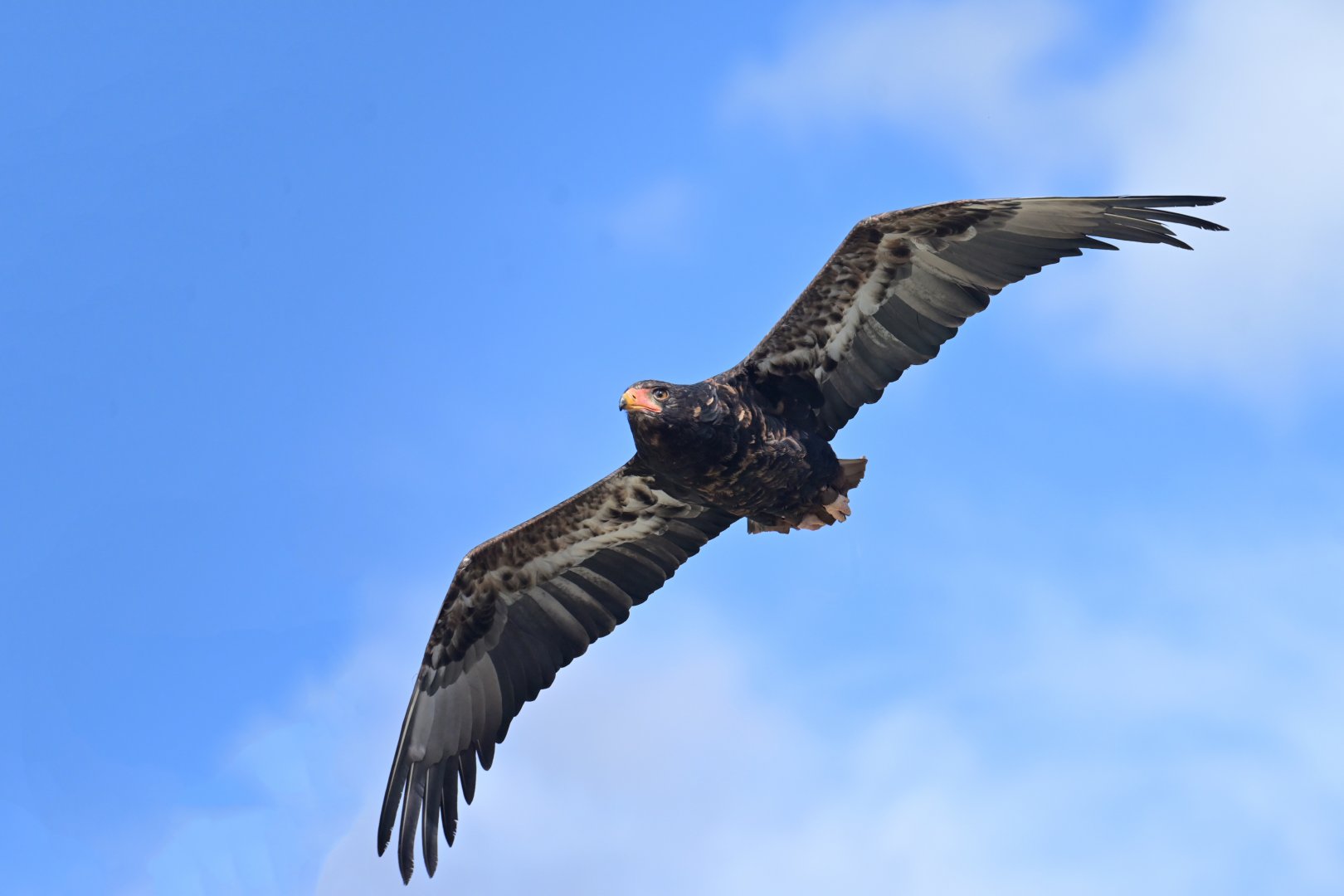 Bateleur Terathopius ecaudatus