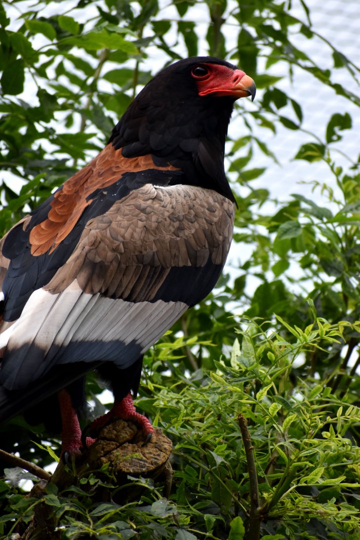 Bateleur - Terathopius ecaudatus