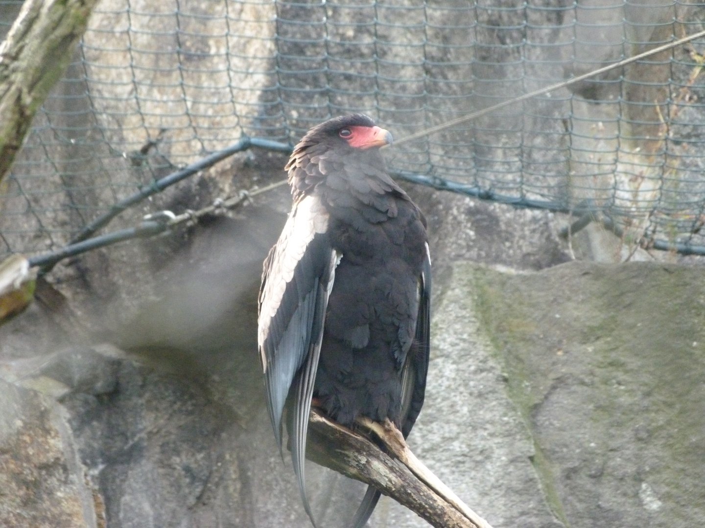Bateleur -Tierpark Berlin (2024)