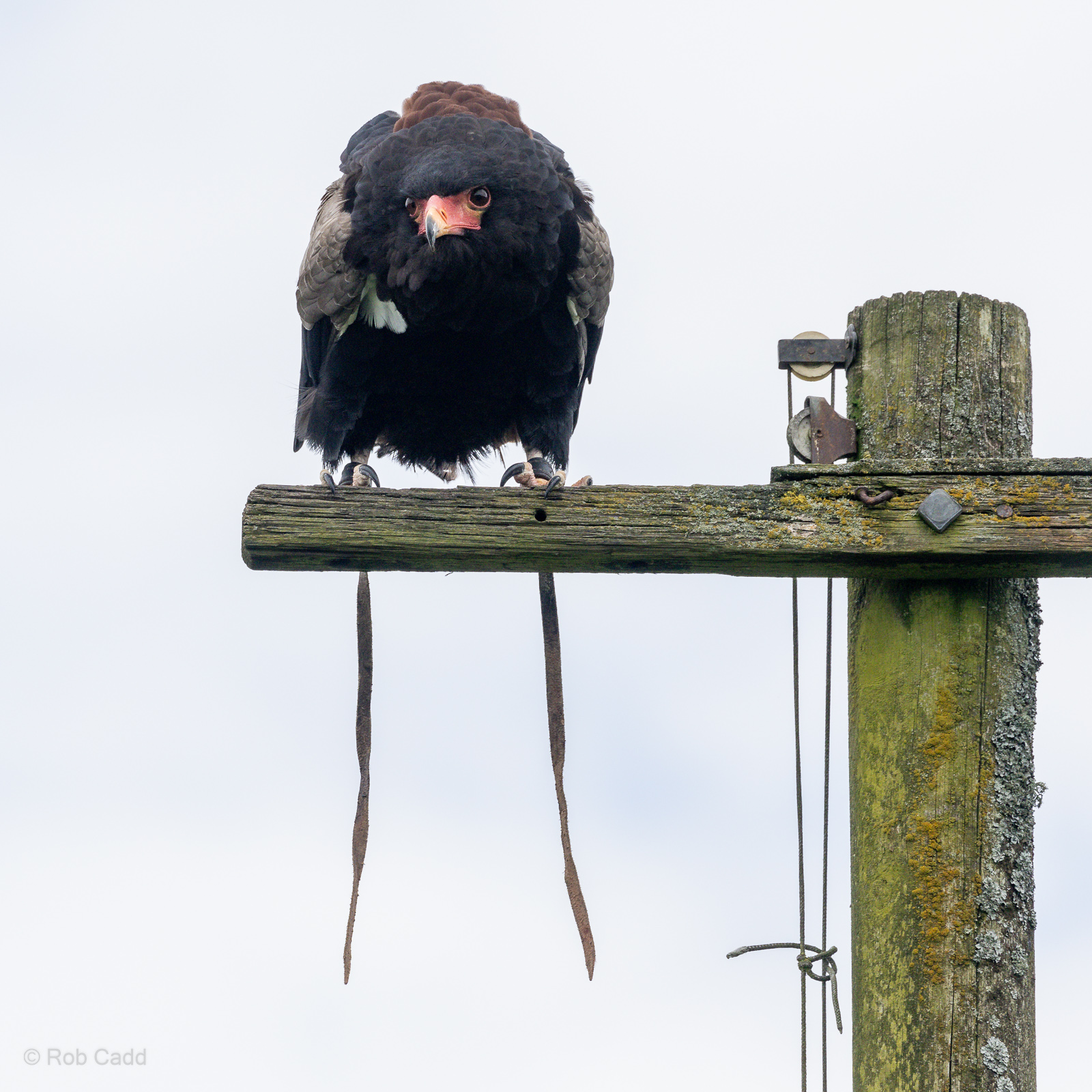 Bateleur : Whipsnade : 24 May 2024