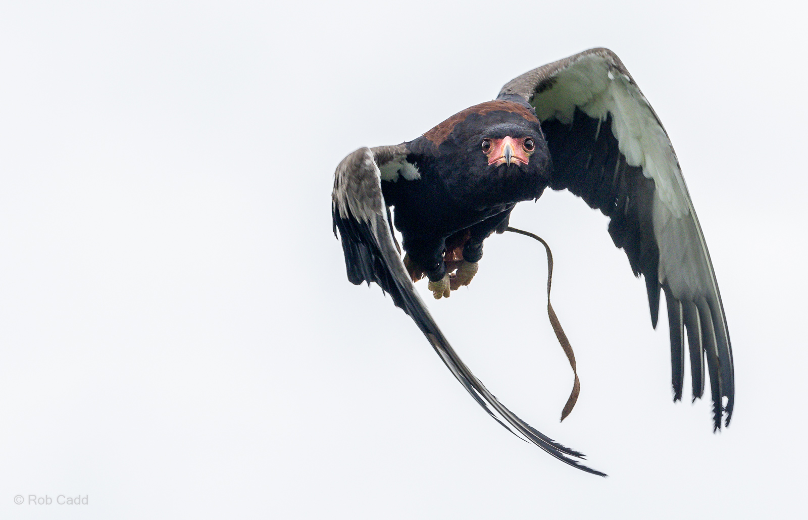 Bateleur : Whipsnade : 24 May 2024