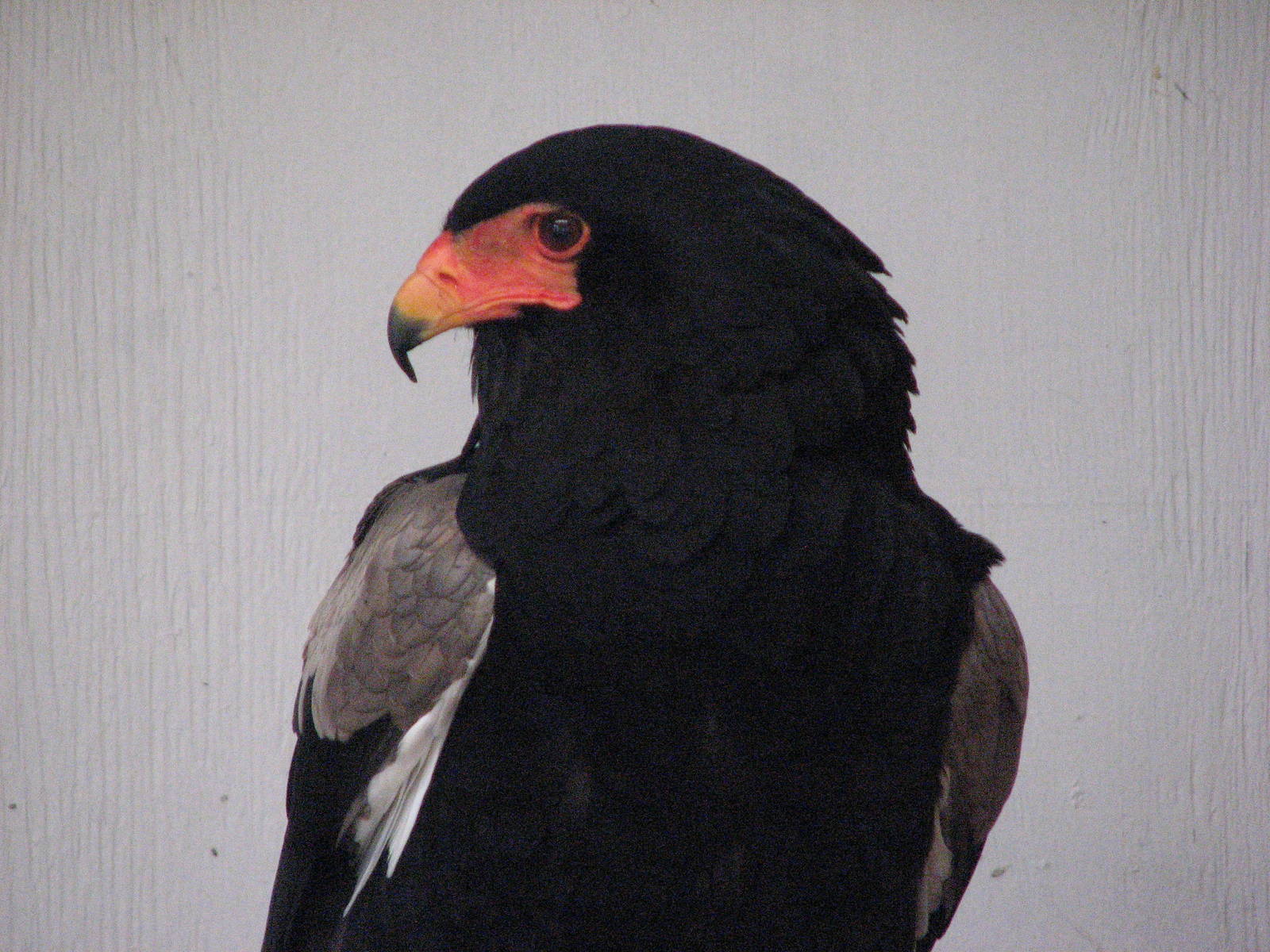 Bateleur