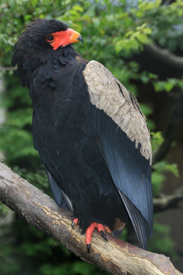 Bateleur