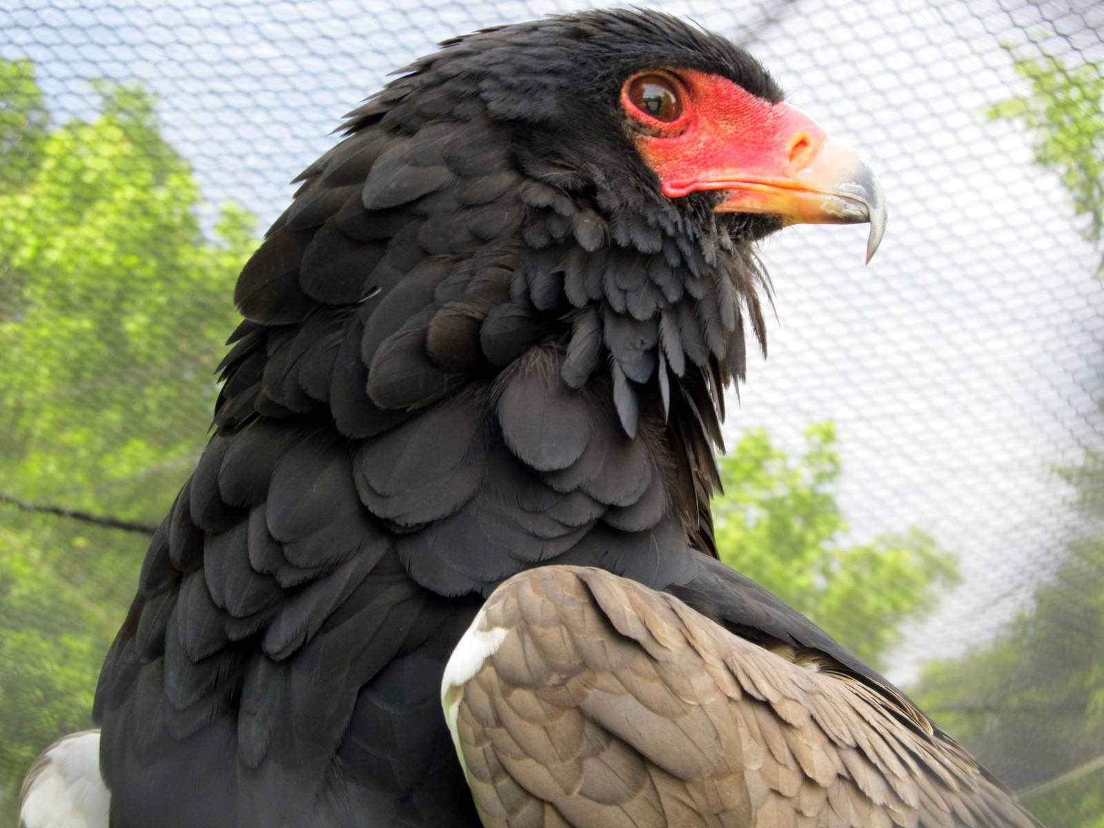 Bateleur