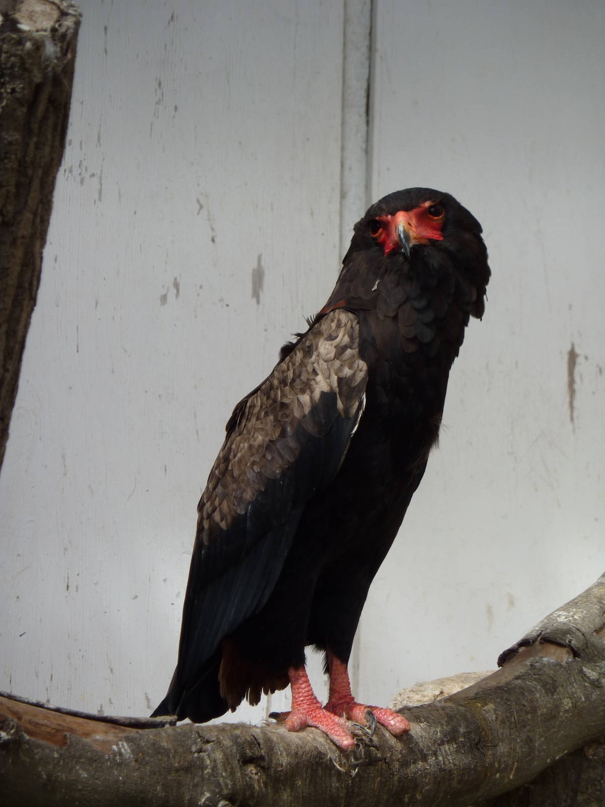 Bateleur