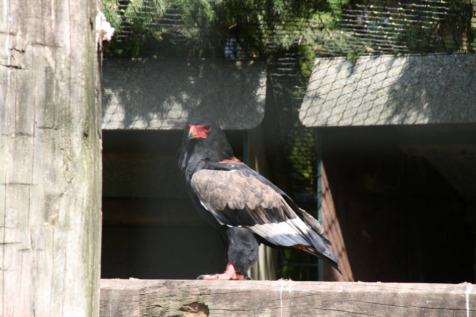 Bateleur