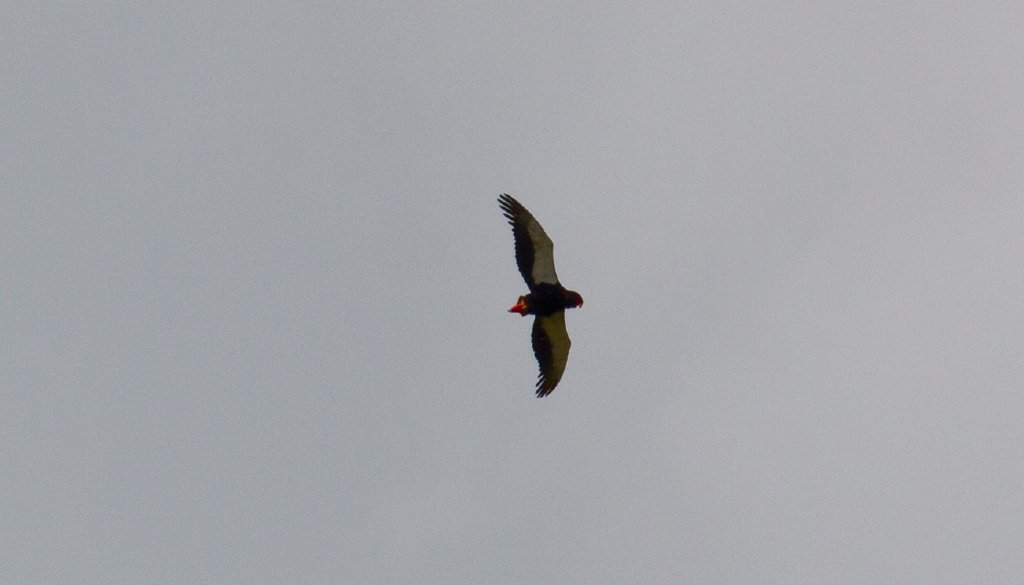 Bateleur