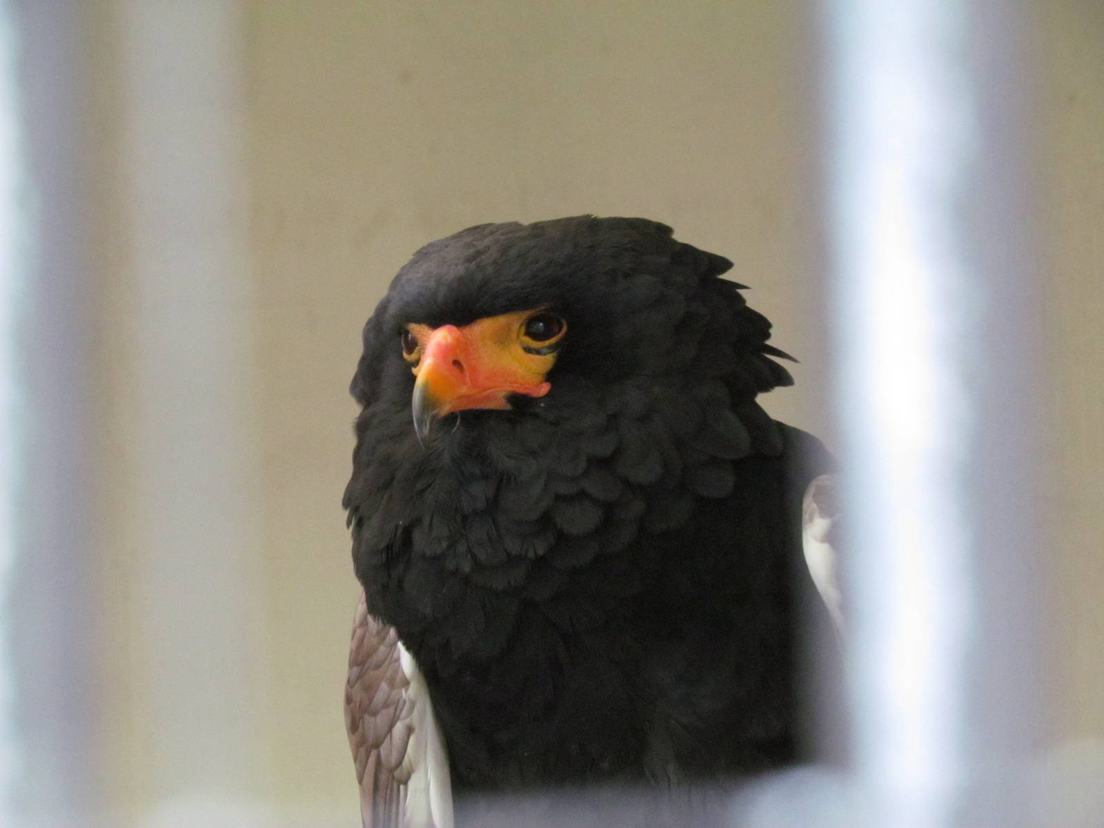 Bateleur