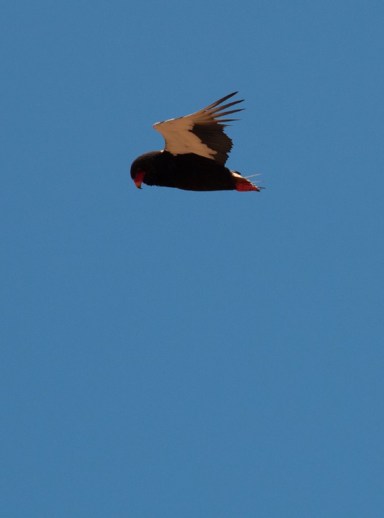 Bateleur