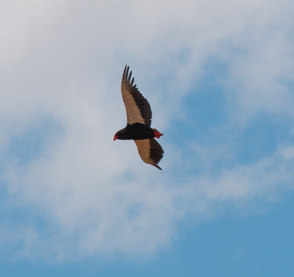 Bateleur