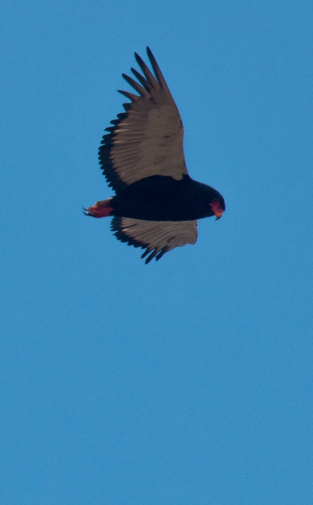 Bateleur