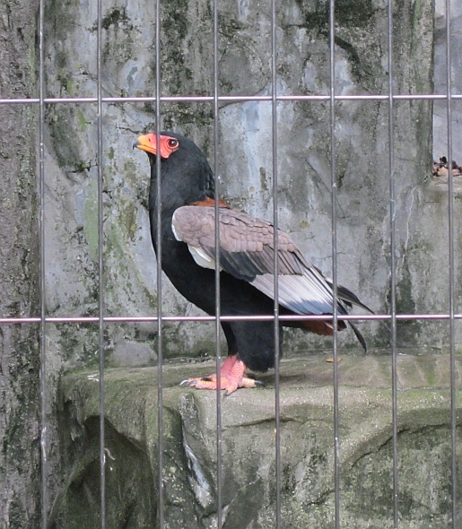 Bateleur
