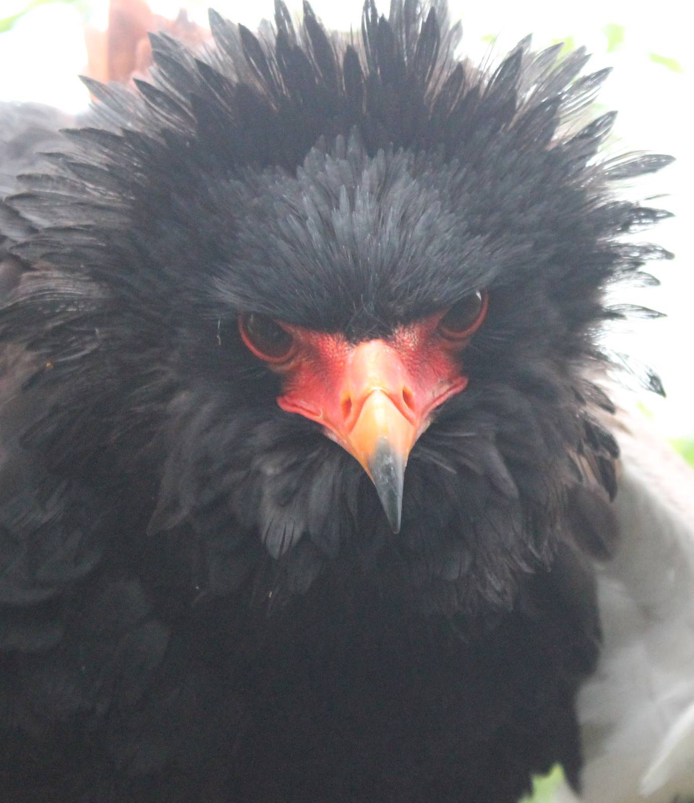 Bateleur