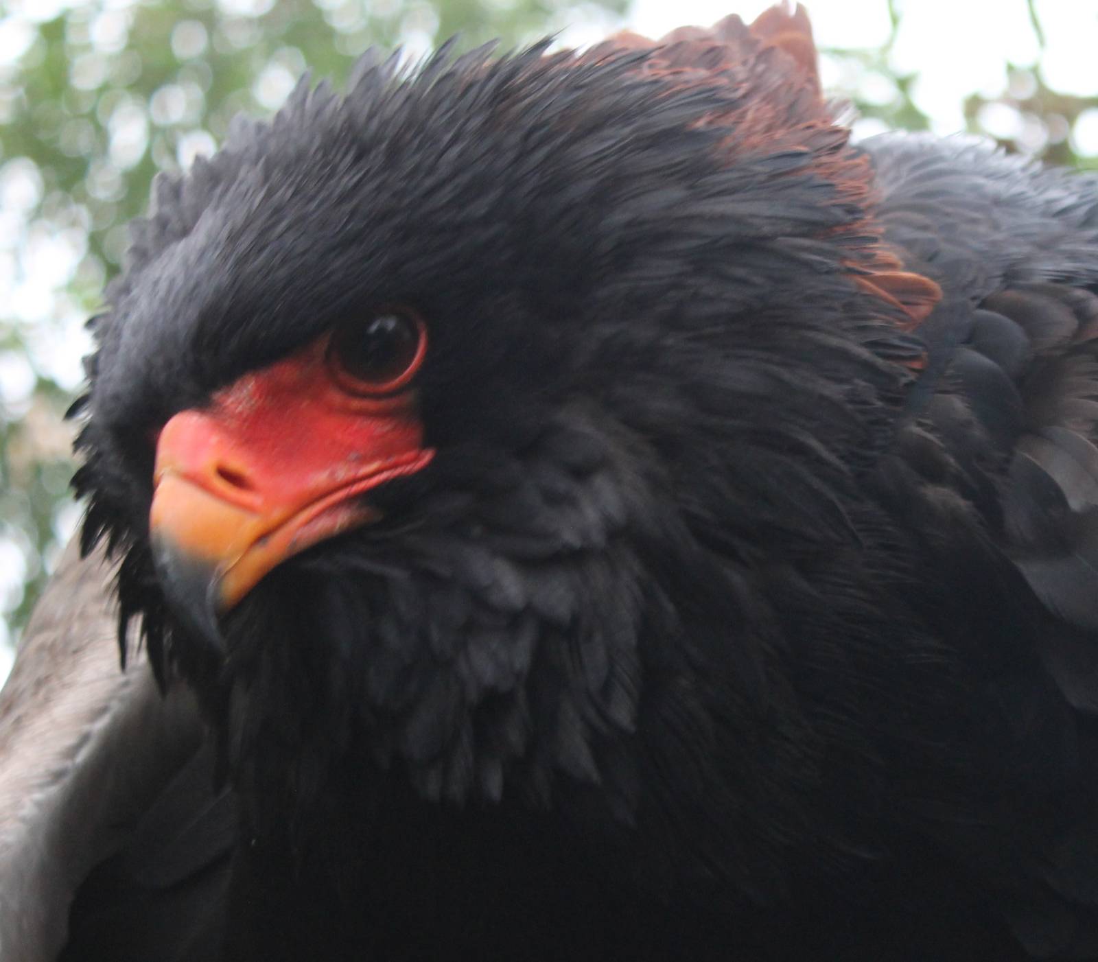 Bateleur