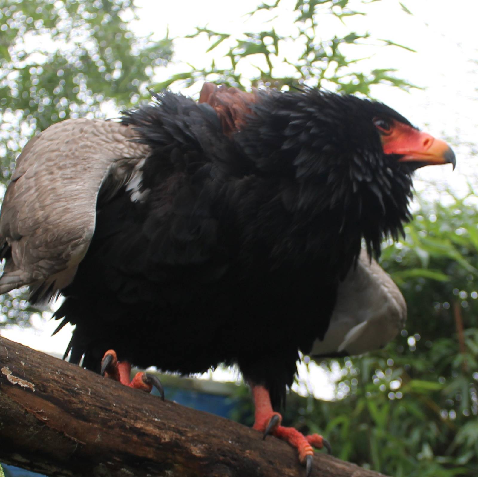 Bateleur
