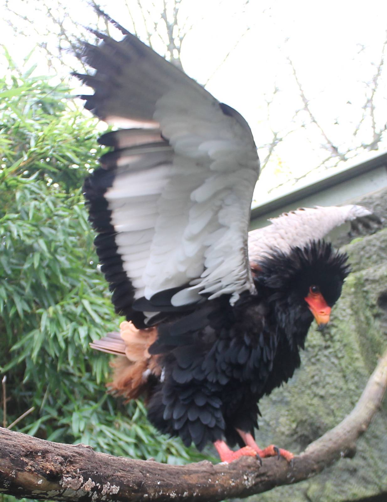 Bateleur