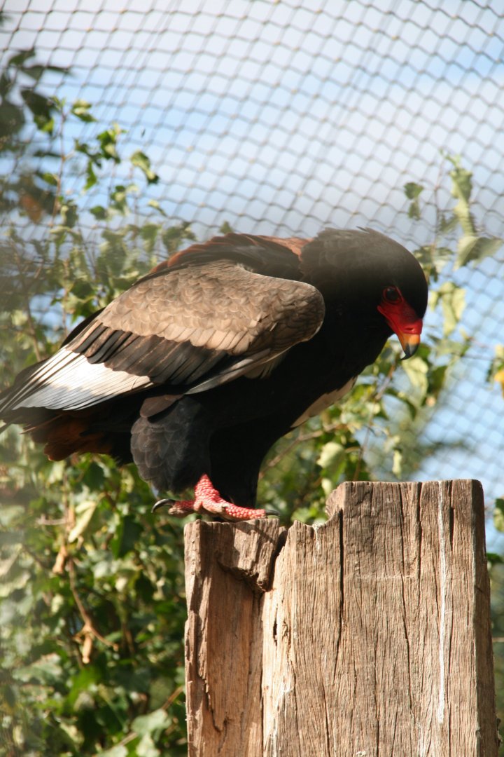 Bateleur