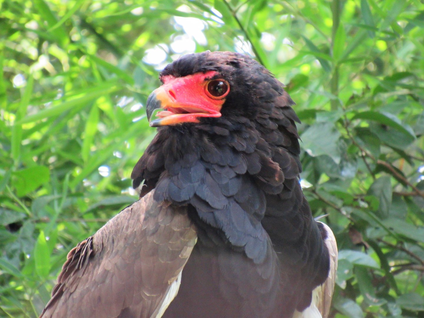 Bateleur