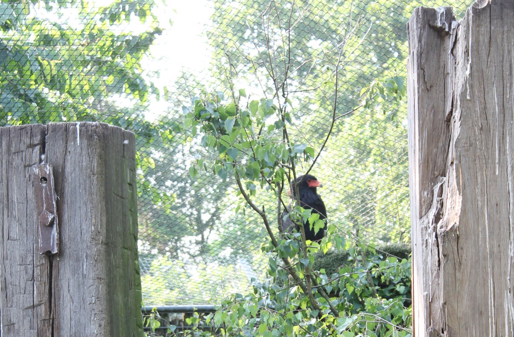 Bateleur