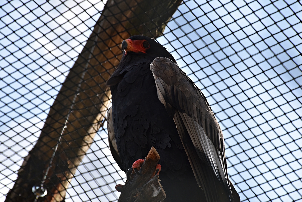 Bateleur
