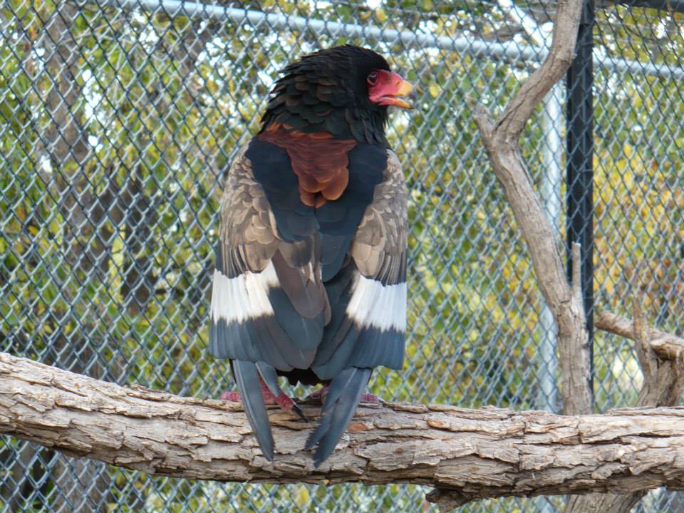 Bateleur