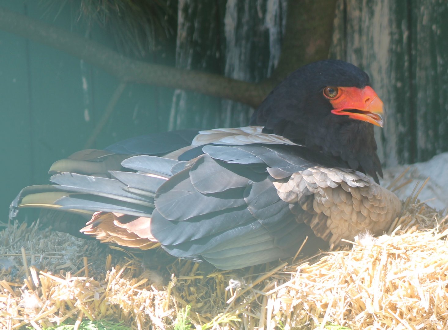 Bateleur
